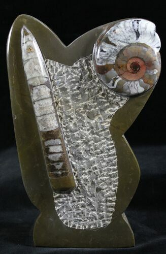 Fossil Goniatite & Orthoceras Sculpture - #27793